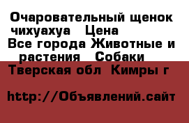 Очаровательный щенок чихуахуа › Цена ­ 40 000 - Все города Животные и растения » Собаки   . Тверская обл.,Кимры г.